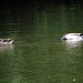 Entenpaar auf der Altmühl - Köpfchen in das Wasser ...--->