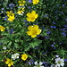 Bunte Blumen am Arzberg