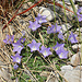 Campanula raineri