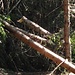Hüttenweg Capanna Sponda - auch der obere Weg ist vom Fallholz betroffen