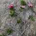 Rododendri ancora in fiore