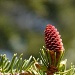 Una pigna di "Picea abies" (abete rosso)