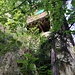 Die Glecksteinhütte, die vor dem Ersten Weltkrieg vom Alpenclub Amicitia erbaut worden ist, thront hoch oben auf einer mächtigen Sandsteinbank (nicht betreten, Zugang einsturzgefährdet)