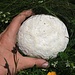 Foto vom ersten Besteigungsversuch am 27./28.7.2013: <br /><br />Das ist kein grosses Vogelei oder ein Ball, sondern ein Fruchtköper des Pilzes Calvatia booniana.