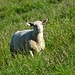 Auf der Lauchwis waren viele Schafe unterwegs, die mit ihrem Geblöke für eine ständige Geräuschkulisse sorgten.