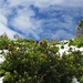 Alpenrose im Juli umgeben vom Schnee