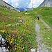Die Alpenflora macht Freude