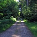 Weiter durch lichten Wald