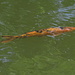 Goldfisch (= Koi) im Wassergraben