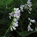 Wald-Wicke (Vicia sylvatica)