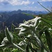 Edelweiß auf der Großen Klammspitze. Der einzige mir bekannte Edelweißplatz in den Ammergauer Alpen.<br /><br />Stelle alpine in cima della Klammspitze. L`unico posto nelle Alpi dell`Ammergau che conosco, dove cresce questo bellissimo fiore.