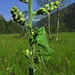 [http://f.hikr.org/files/1495671.jpg Wunderschön] das Zwitscherschrecken-Weibchen (Tettigonia cantans) / femmina / mit der Legeröhre / con il tubo per deporre le uova