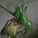 Zwitscherschrecken-Weibchen (Tettigonia cantans) / femmina / mit der langen Legeröhre / con il lungo tubo per deporre le uova