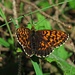 Boloria thore (Bergwald-Perlmuttfalter) Vielen Dank an unsere großen Schmetterlings- und Heuschreckenspezialisten Ingrid und Wolfgang!:-)