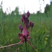 Kiel-Lauch (Allium carinatum)