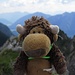 Bison auf dem Gipfel / il piccolo bisonte in cima