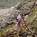 Kleines Alpenglöckchen (Soldanella pusilla)