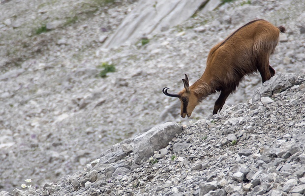 Gämse im oberen Steintal. Wer genau hinsieht, findet die kleinen Blüten des Alpenhahnenfuß, auf die sie es abgesehen hat.