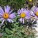 farblich intensive Bereicherungen liefern die Alpenblumenvielfalt 1