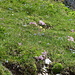 herrliche Blumenwiesen beim Abstieg zur Nördlinger Hütte