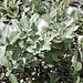 <b>Salix serpyllifolia femminile.</b>