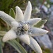 leopoldinum alpinum