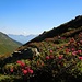 Der Weg führt durch einen Hang voller Alpenrosen...