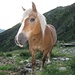 Blondinen-Alarm! Eine typische Pferde-Diva - nicht im Bild die Gucci-High-Heels-Hufeisen sowie der Armani-Schweif