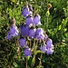 Bärtige Glockenblume (Campanula barbata)