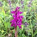 Breitblättrige Fingerwurz (oder Knabenkraut) (Dactylorhiza majalis)