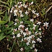 Sternblütiger Steinbrech (Saxifraga stellaris)