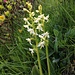 Zweiblättrige Waldhyazinthe oder Weisses Breitkölbchen (Platantera bifolia)