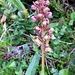 Grüne Hohlzunge, eine Orchidee (Coeloglossum viride)