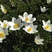 Alpen-Anemone (Pulsatilla alpina ssp. alpina)