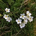 Bewimperter Mannsschild (Androsace chamaejasme)