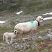 Die Alpen rund um die Hornischegg werden von Schafen bevölkert