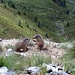 Die jungen Murmeltiere geniessen das Spielen an der Sonne