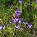 Dünnsporniges Fettblatt (Pinguicula leptoceras)
