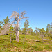 Lichter Wald und skandinavische Plagegeister vor der Kamera.