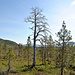 Ånderdalen-Nationalpark