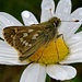 Schmetterling auf Margerite 