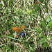 Stiefmütterchen-Perlmuttfalter (Fabriciana niobe) - s. in Originalgröße