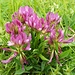 Trifolium alpinum (Alpen-Klee)