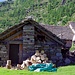 Ziegen bearbeiten die Alp Stabveder