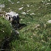 Die Runse die wir begingen im unteren Teil des Aufstiegs zum Pizzo Bidi