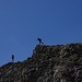 Zwei andere Berggänger die ebenfalls auf dem Weg zum Höch Hund sind. Sie sind aus dem Tal auf den Lauiberg aufgestiegen und sind nun auf dem Grat Richtung Höch Hund. Wir treffen die beiden auf dem Gipfel.