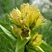 Gentiana punctata