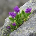 Primula glaucescens