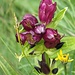 Gentiana purpurea