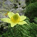 Pulsatilla alpina